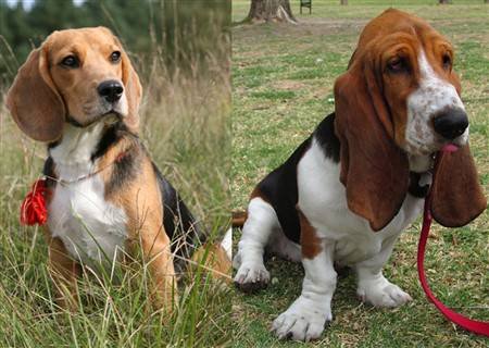 beagle vs basset hound