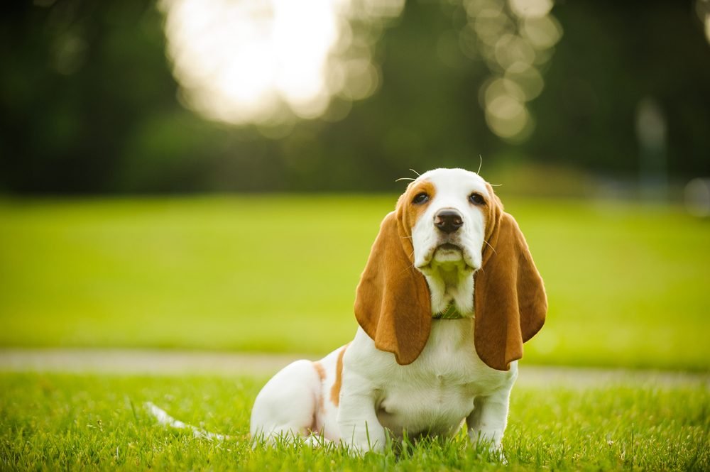 How to pick Basset Hound Puppies (4)