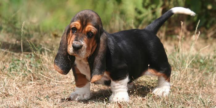 An Overview On Basset Hounds