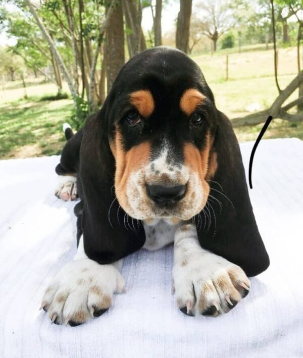 10+ Basset Hound Colors & Markings (With Pictures) | BHBreeders