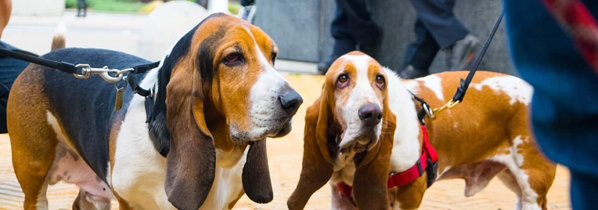 10+ Basset Hound Colors & Markings (With Pictures) | BHBreeders