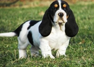 10+ Basset Hound Colors & Markings (With Pictures) | BHBreeders