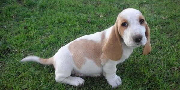 10+ Basset Hound Colors & Markings (With Pictures) | BHBreeders