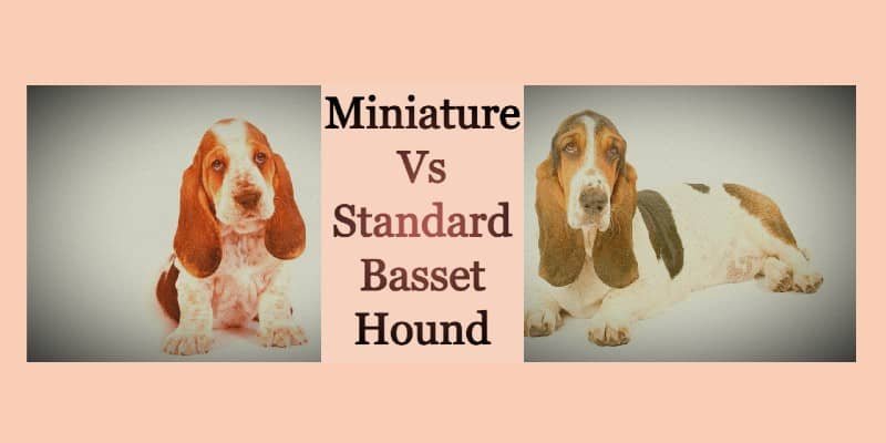 Miniature Vs Standard Basset Hound
