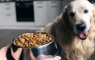 Best Premium Dog Food