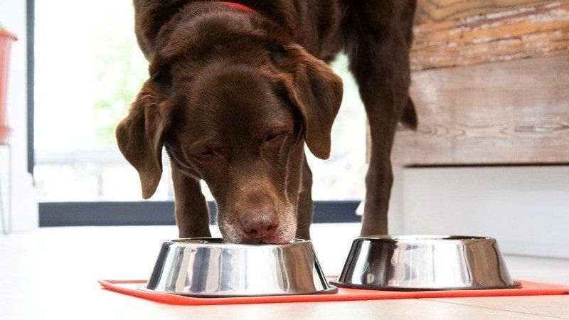 Prepare Healthy Dog Food At Home