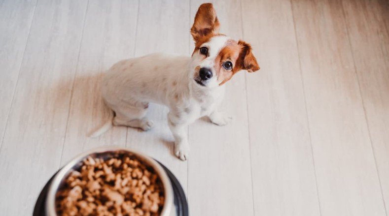 Best Foods To Feed Your Dog