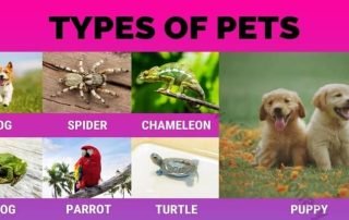 Best Types Of Pets