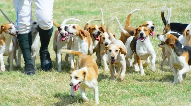 Breed History Of Beagle & Foxhound