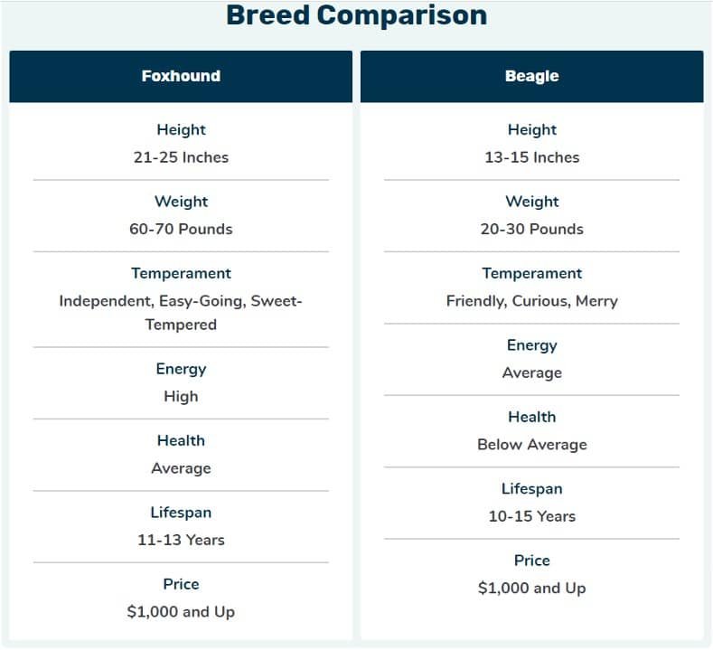 beagle size comparison