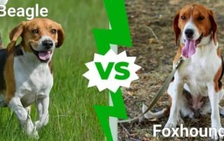 beagle vs foxhound
