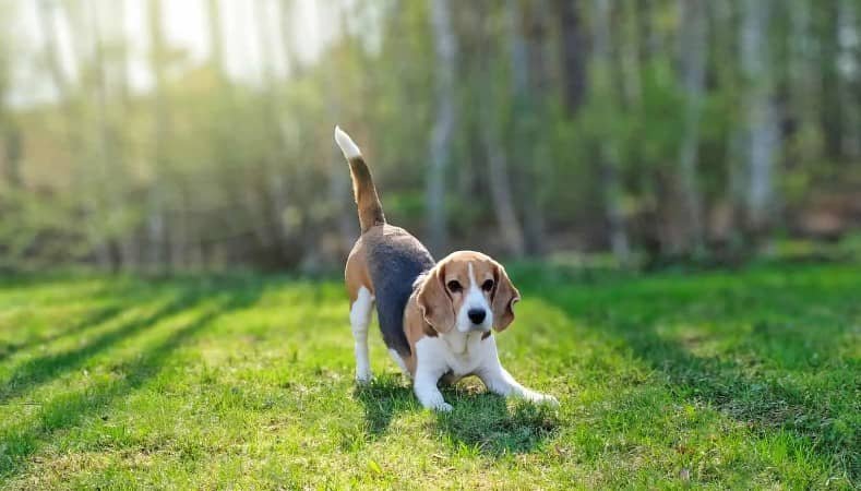 beagle foxhound