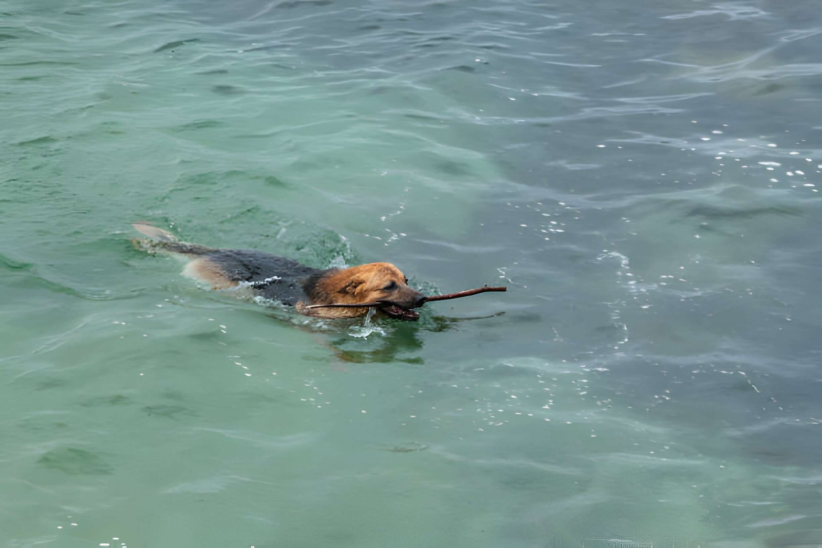 hound is learning swimming