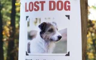 how to find a lost dog