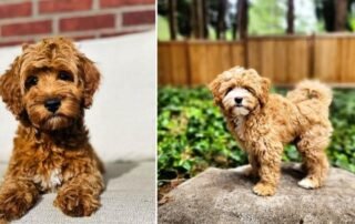 Goldendoodles and Full Grown Sizes